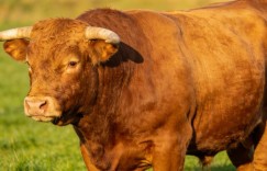 久怀慕蔺是指代表什么生肖，答案解析解释落实