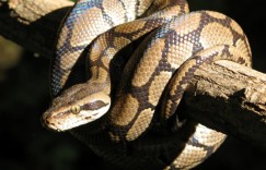 莺转树头欹枕听指是代表什么生肖，词语解释落实释义