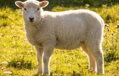 今期牛羊猪出特，莺转树头欹枕听指的是什么生肖，猜一词语释义解释